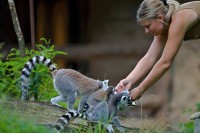 KOMENTOVANÉ KRMENÍ ZVÍŘAT V ZOO JIHLAVA